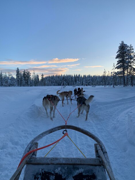 Sled dog racing in akaslompolo