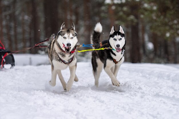 Sled dog racing. Husky sled dogs team in harness run and pull dog driver. Winter sport championship competition.