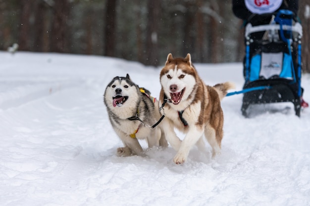 そり犬のレース。ハスキーそり犬のチームは、ハーネスを実行し、犬のドライバーを引っ張ります。冬のスポーツ選手権大会。