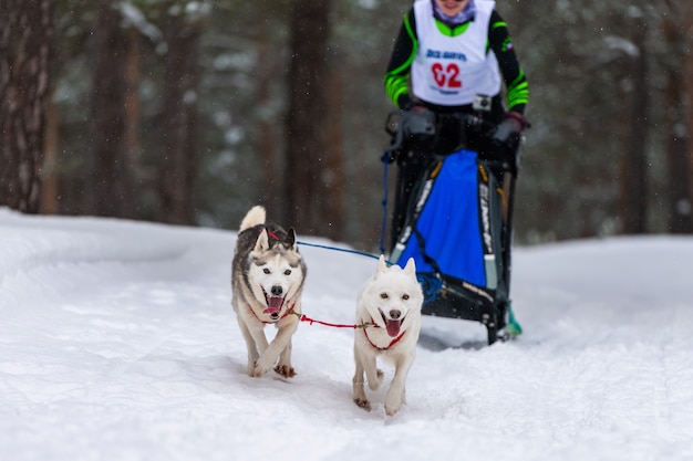 Corse di cani da slitta. squadra di cani da slitta husky in corsa imbracatura e tiratore di cani. campionato di sport invernali.