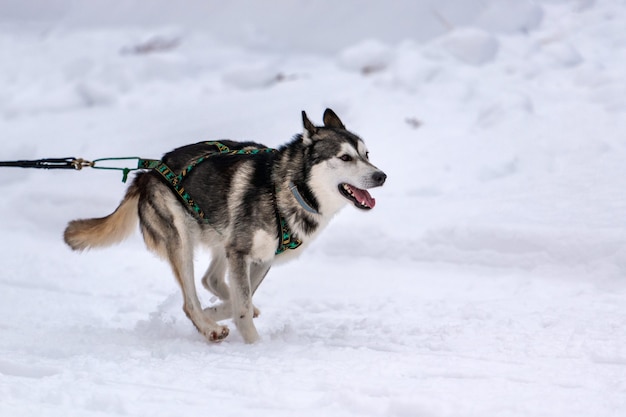 Sled dog racing. Husky sled dogs team in harness run and pull dog driver. Winter sport championship competition.