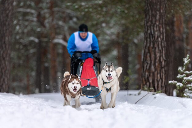 写真 冬の犬ぞりレース