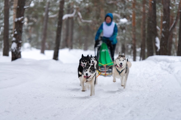 Sled dog racing in winter