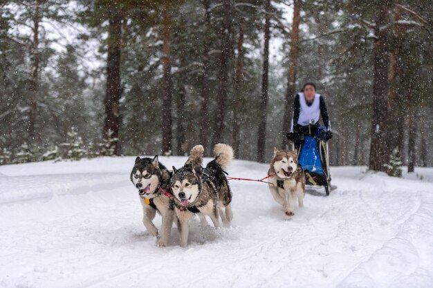 Sled dog racing in winter