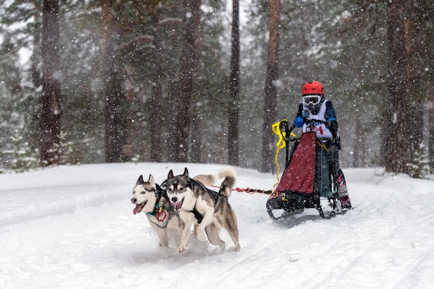 Sled dog racing in winter