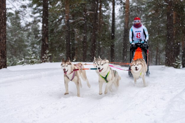 Sled dog racing in winter