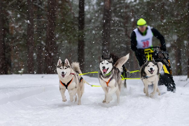 Sled dog racing in winter