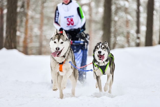 Sled dog racing in winter