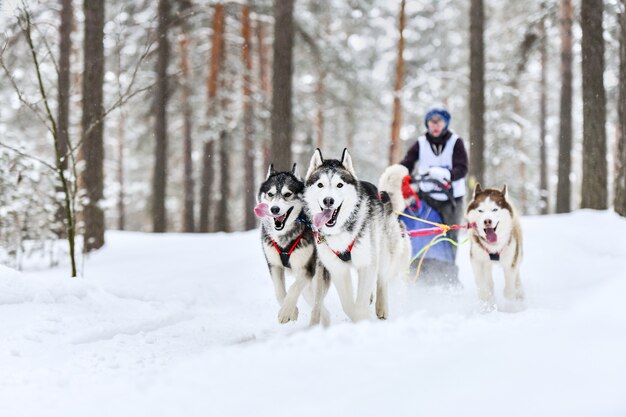 ハスキーとの犬ぞりレース