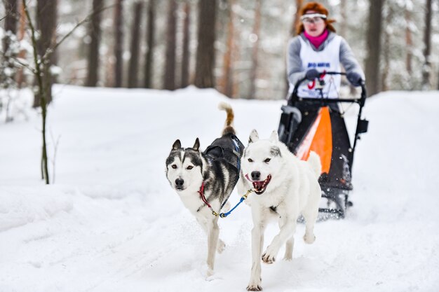 ハスキーとの犬ぞりレース