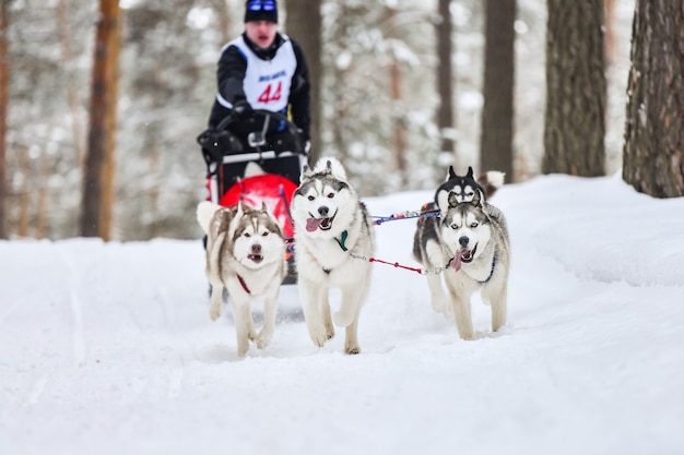 写真 ハスキーとの犬ぞりレース