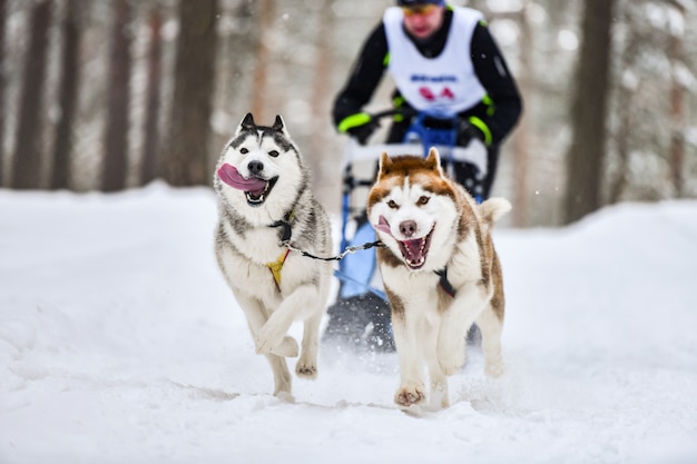 Sled dog racing