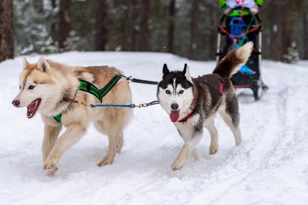 Sled dog racing