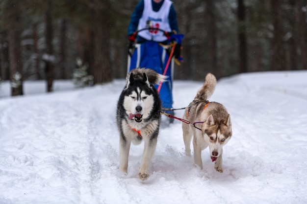 Sled dog racing