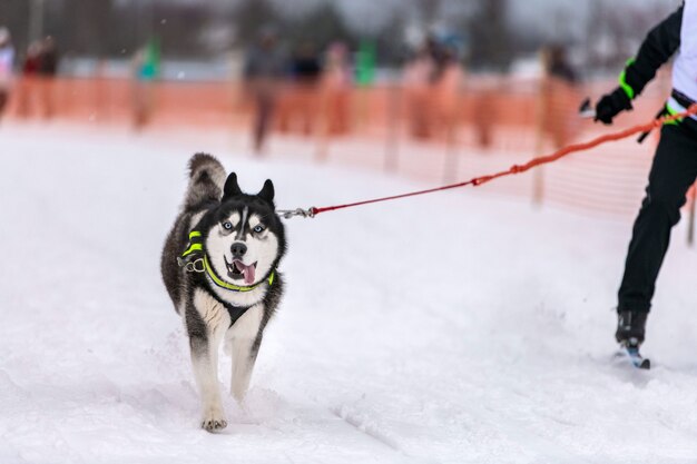 Sled dog skijoring