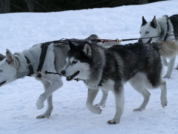 雪山のそり犬