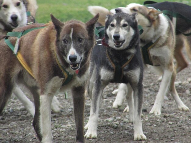 Foto cani di slitta sulla terra