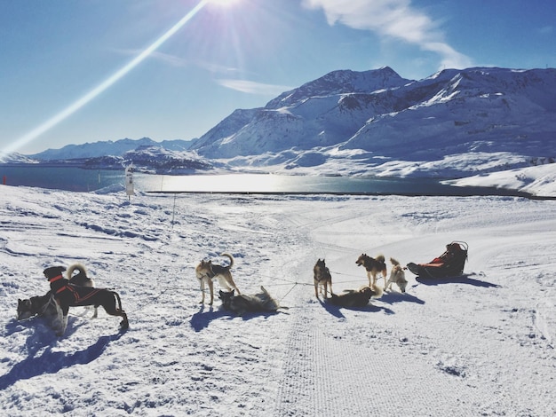 写真 晴れた日に空に照らされた湖の雪で覆われた畑でスレッド犬を乗せた