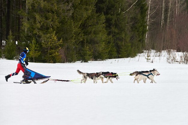 スキーで犬そり旅行者を引くそり犬