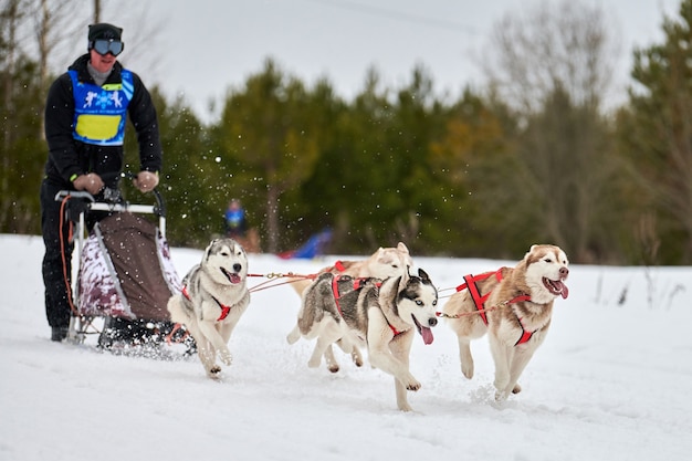 Sled dogs pulling musher on ski