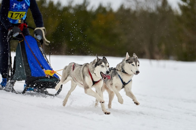 Sled dogs pulling musher on ski