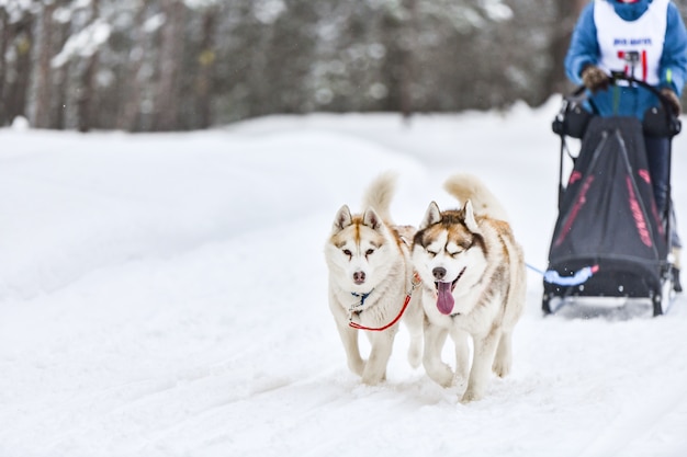 スキーで犬そり旅行者を引くそり犬