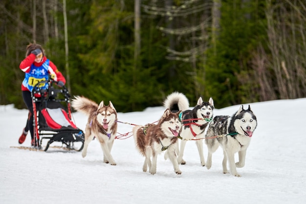 Sled dogs pulling musher on sled