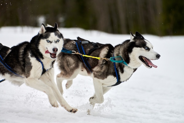 Sled dogs pulling musher on sled