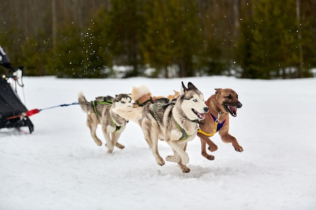 Sled dogs pulling musher on sled