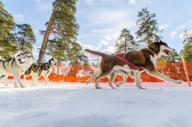 そり犬レース競争。シベリアンハスキー犬のハーネス。寒い冬のロシアの森でのそり選手権大会。