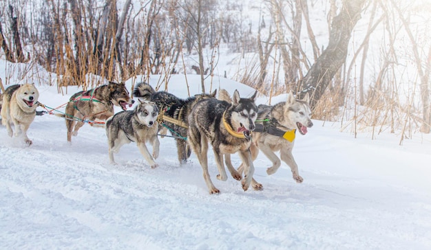 Sled dogs race on snow in winter on kamchatka peninsula