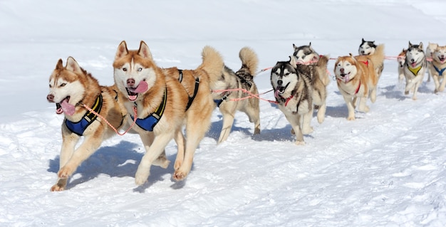 Sled husky dog race in winter on snow