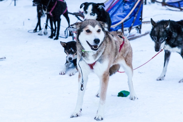 Sledding huskies during a break from an expedition in the snow