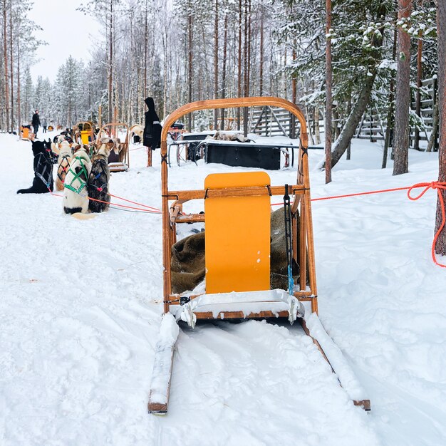 Sledding with husky dogs at winter in forest Rovaniemi, Lapland, Northern Finland