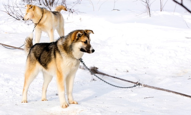 Sledehond puppy Siberische Husky