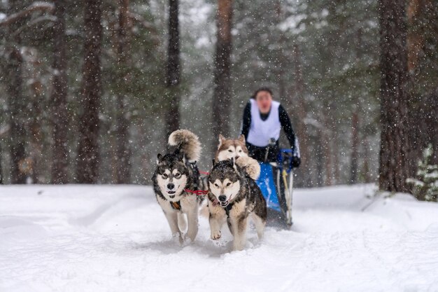 Sledehond racen in de winter