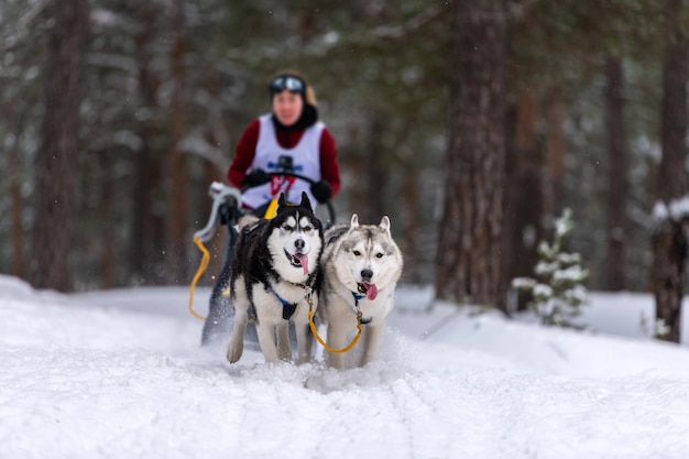 Sledehond racen in de winter