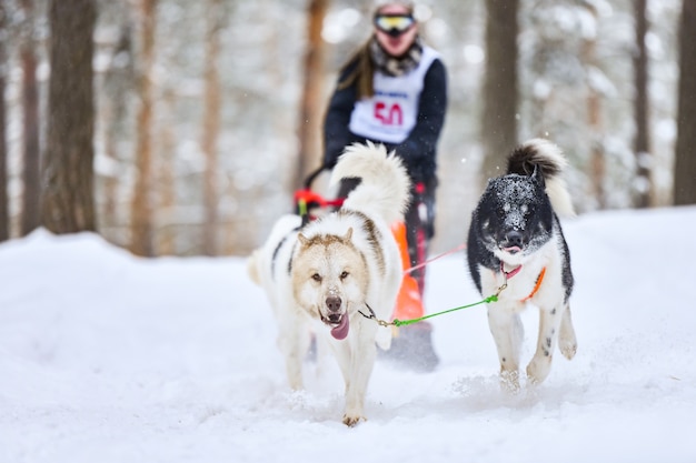 Sledehond racen in de winter