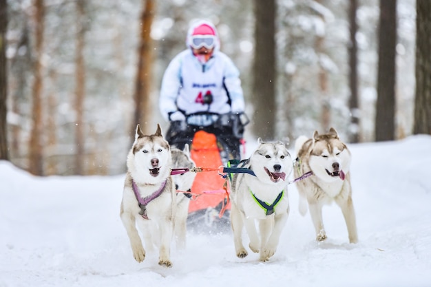 Sledehond racen in de winter