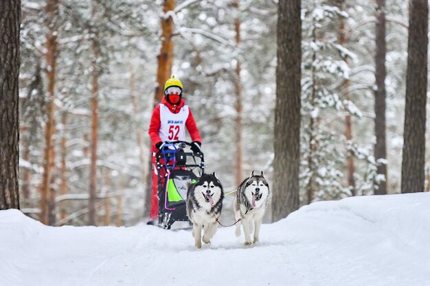 Sledehond racen met husky's