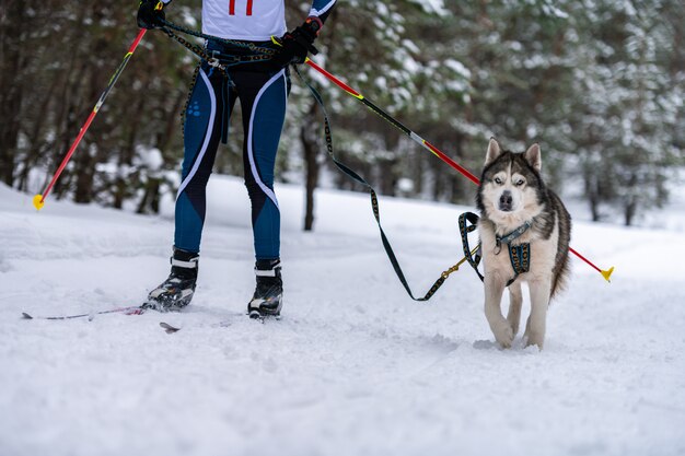 Sledehond skijoring. Husky sledehond pull dog musher. Sport kampioenschap competitie.