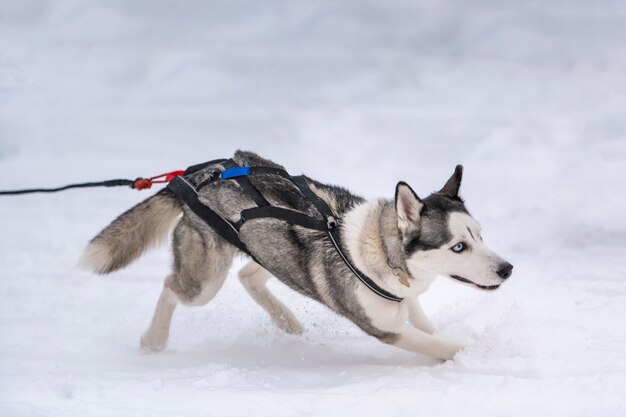 Sledehonden racen. husky sledehonden team in harnas rennen en hondenbestuurder trekken. wintersport kampioenschap competitie.