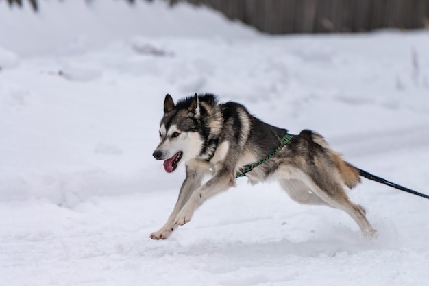 Sledehonden racen. Husky sledehonden team in harnas run en pull dog driver. Wintersport kampioenschap competitie.