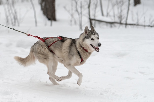 Sledehonden racen. Husky sledehonden team in harnas run en pull dog driver. Wintersport kampioenschap competitie.