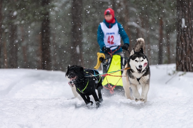 Sledehonden racen. Husky sledehonden team trekt een slee met honden musher. Winter competitie.