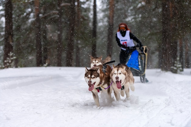 Sledehonden racen. Husky sledehonden team trekt een slee met honden musher. Winter competitie.