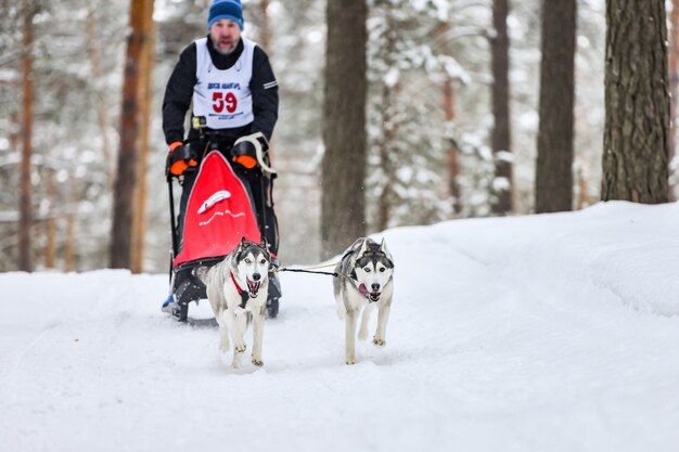 Sledehonden racen. Husky sledehonden trekken een slee met hondenmusher. Winter competitie.