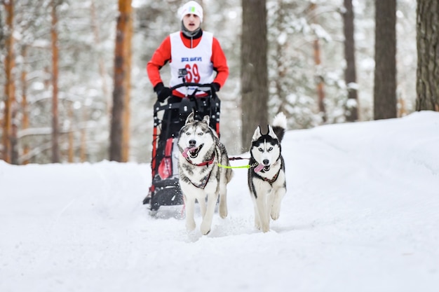 Sledehonden racen. Husky sledehonden trekken een slee met hondenmusher. Winter competitie.