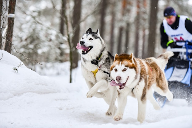 Sledehonden racen. Husky sledehonden trekken een slee met hondenmusher. Winter competitie.