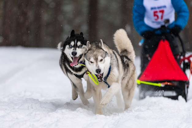 Sledehonden racen